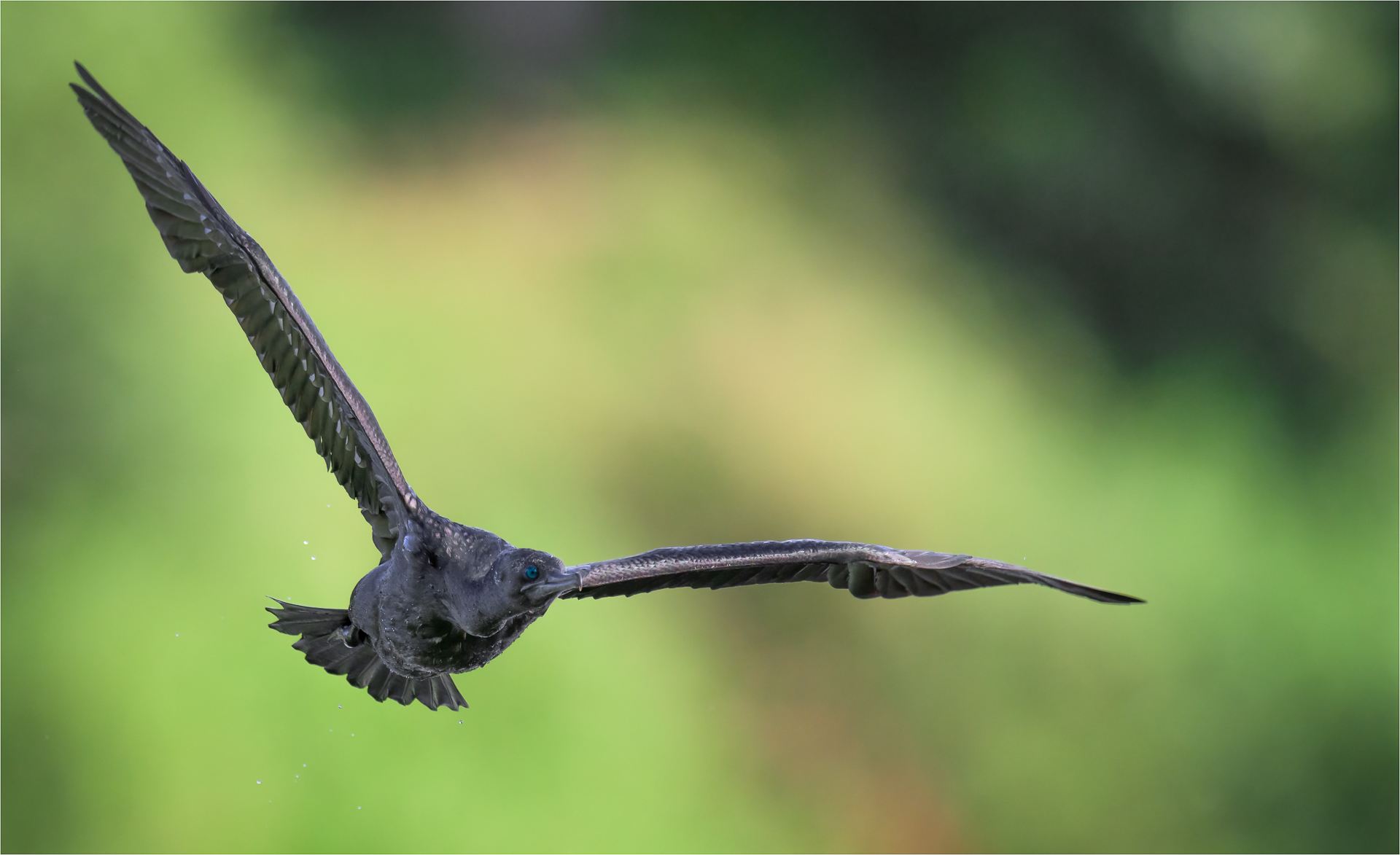 Cormorano