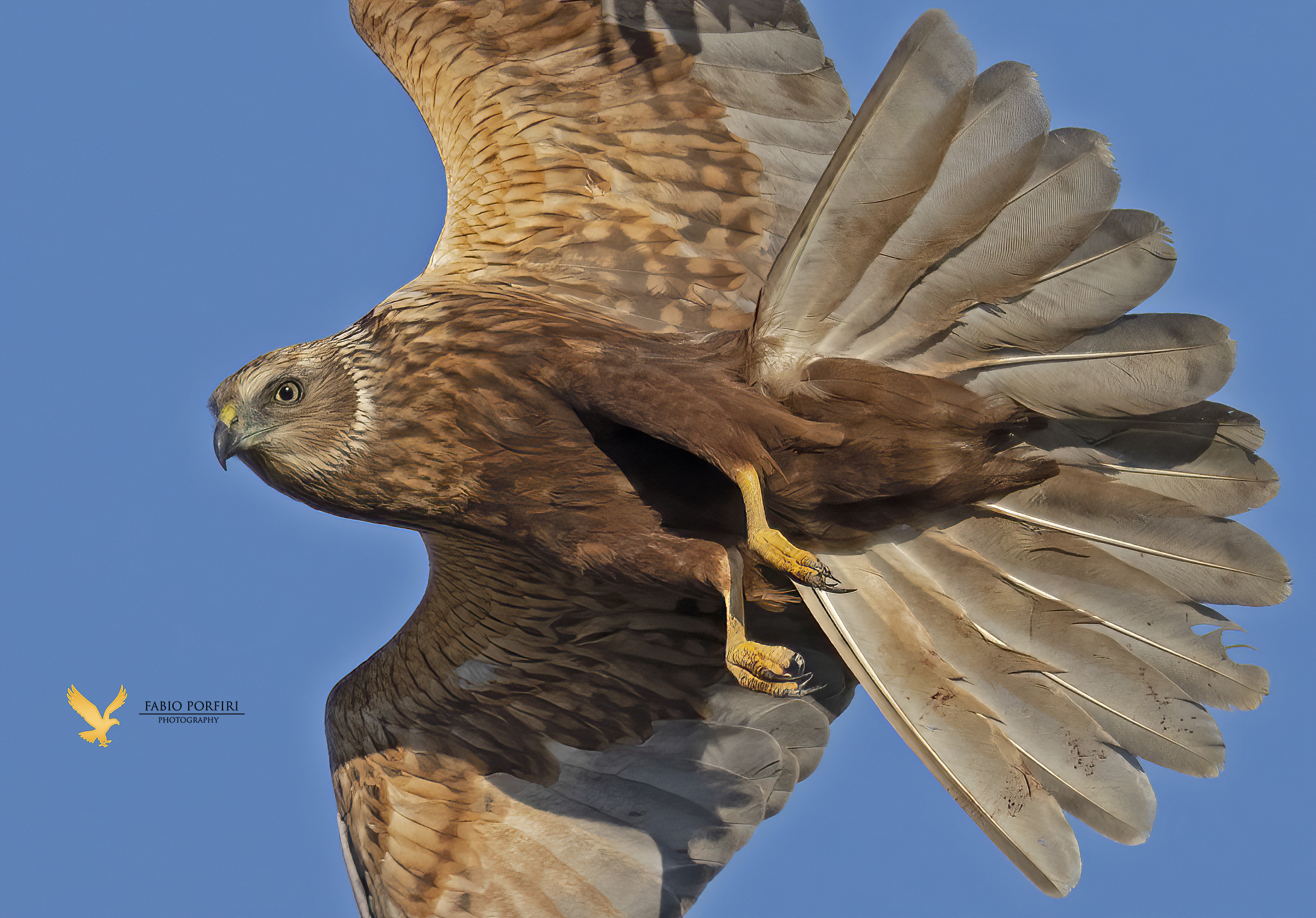 l assalto ....fallito..falco palude (m)