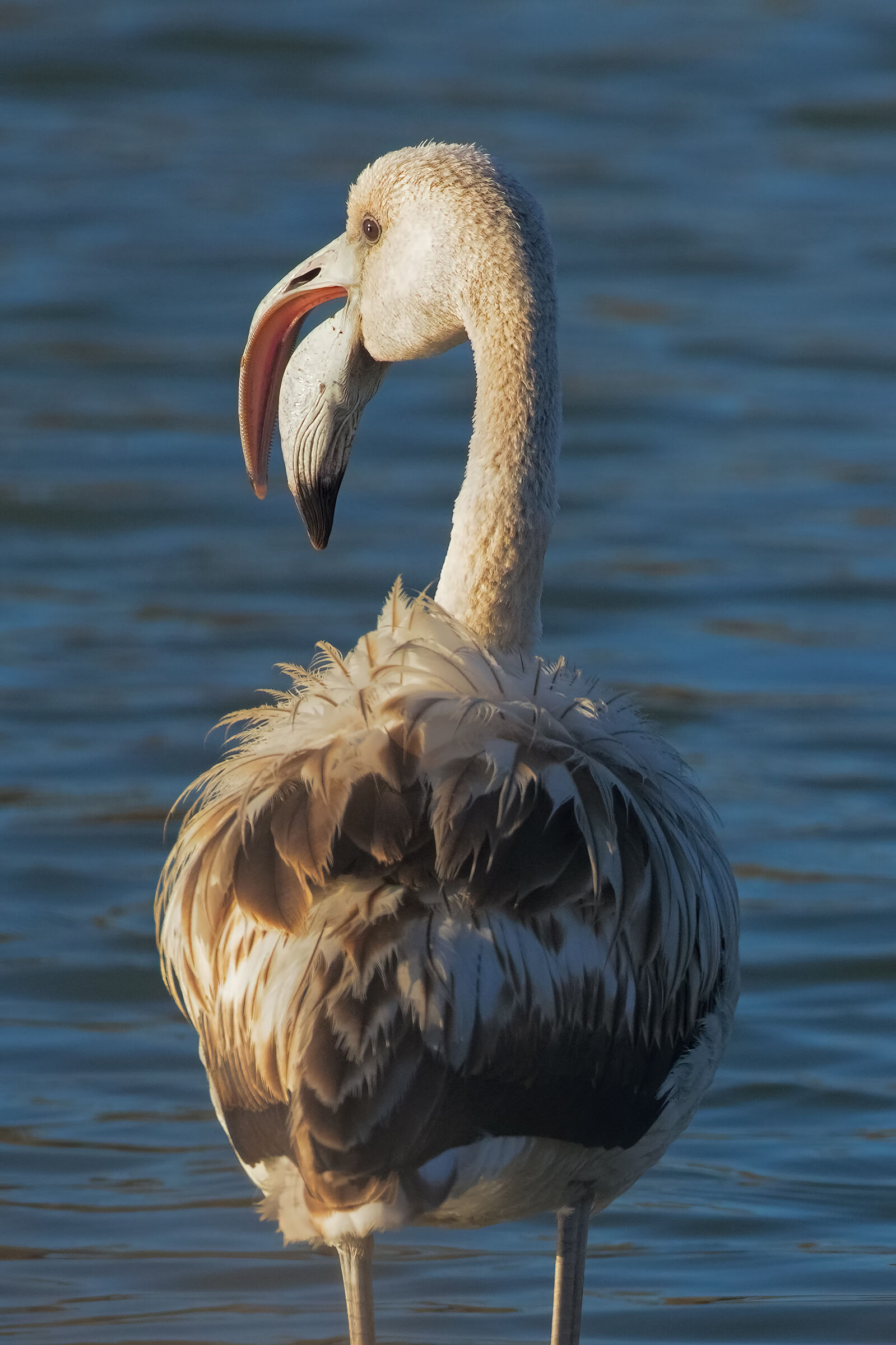 Giovane Fenicottero  in Primo Piano