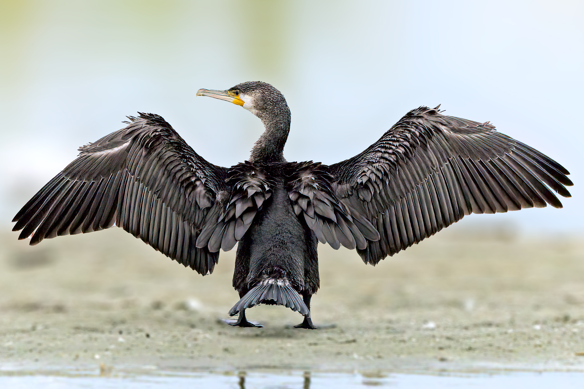 Cormorano