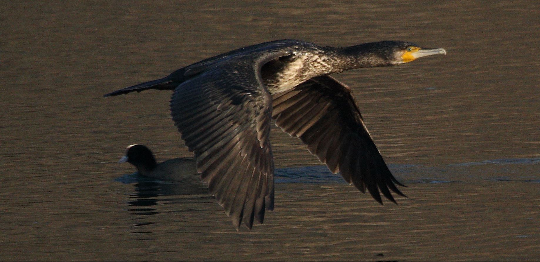 cormorant 22-01-2022