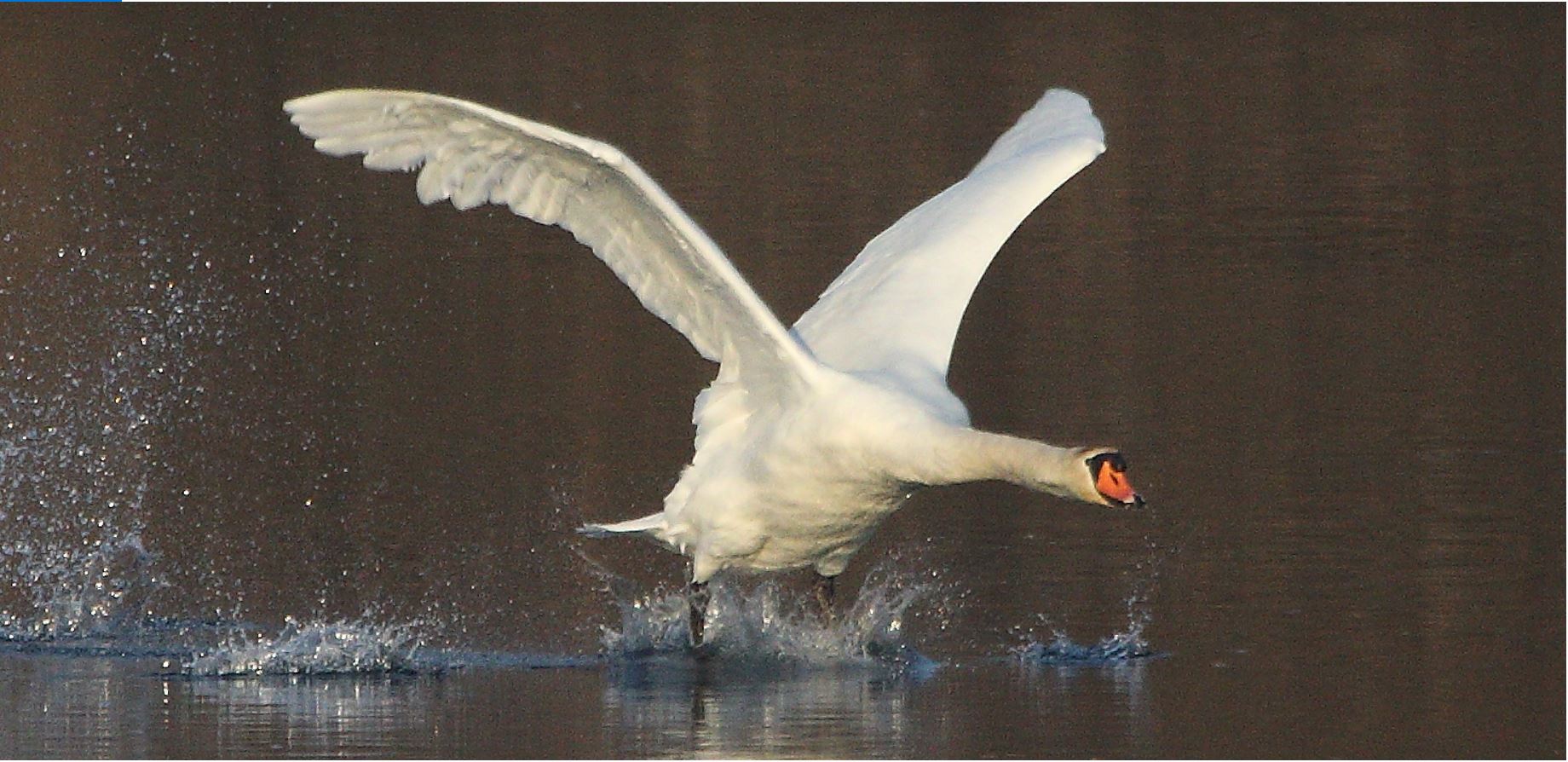 swan 22-01-2022