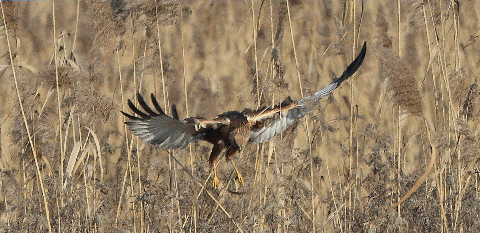 marsh falcon 21-01-2022