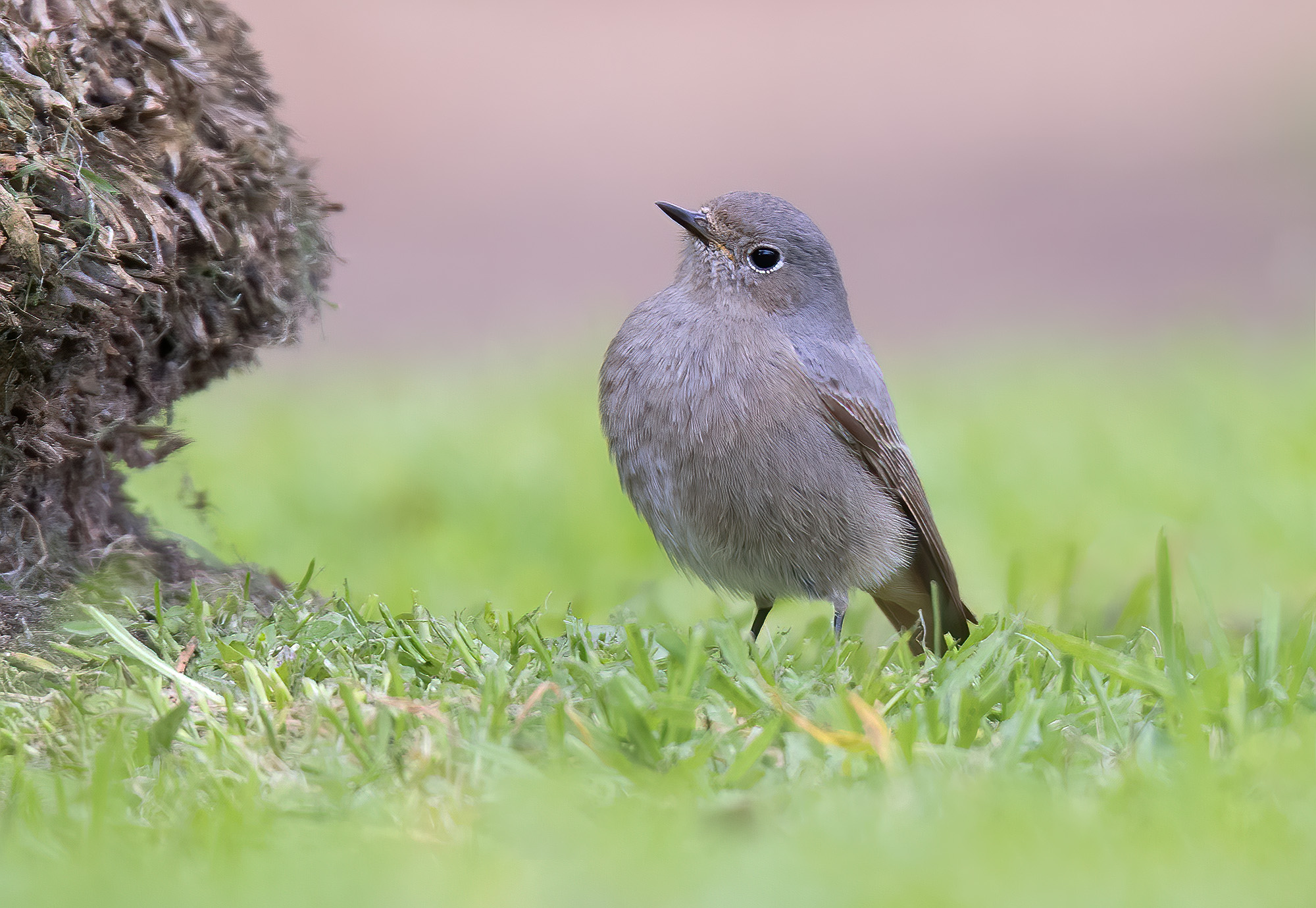 Chimney sweep redstart (Phoenicurus ochruros) F