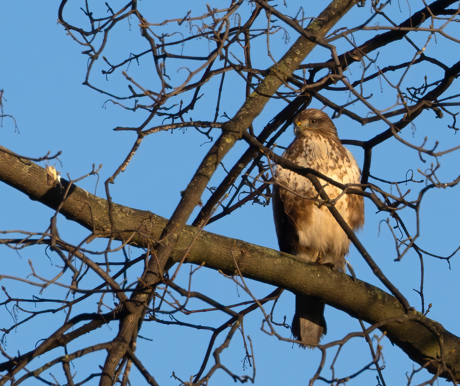Buteo buteo