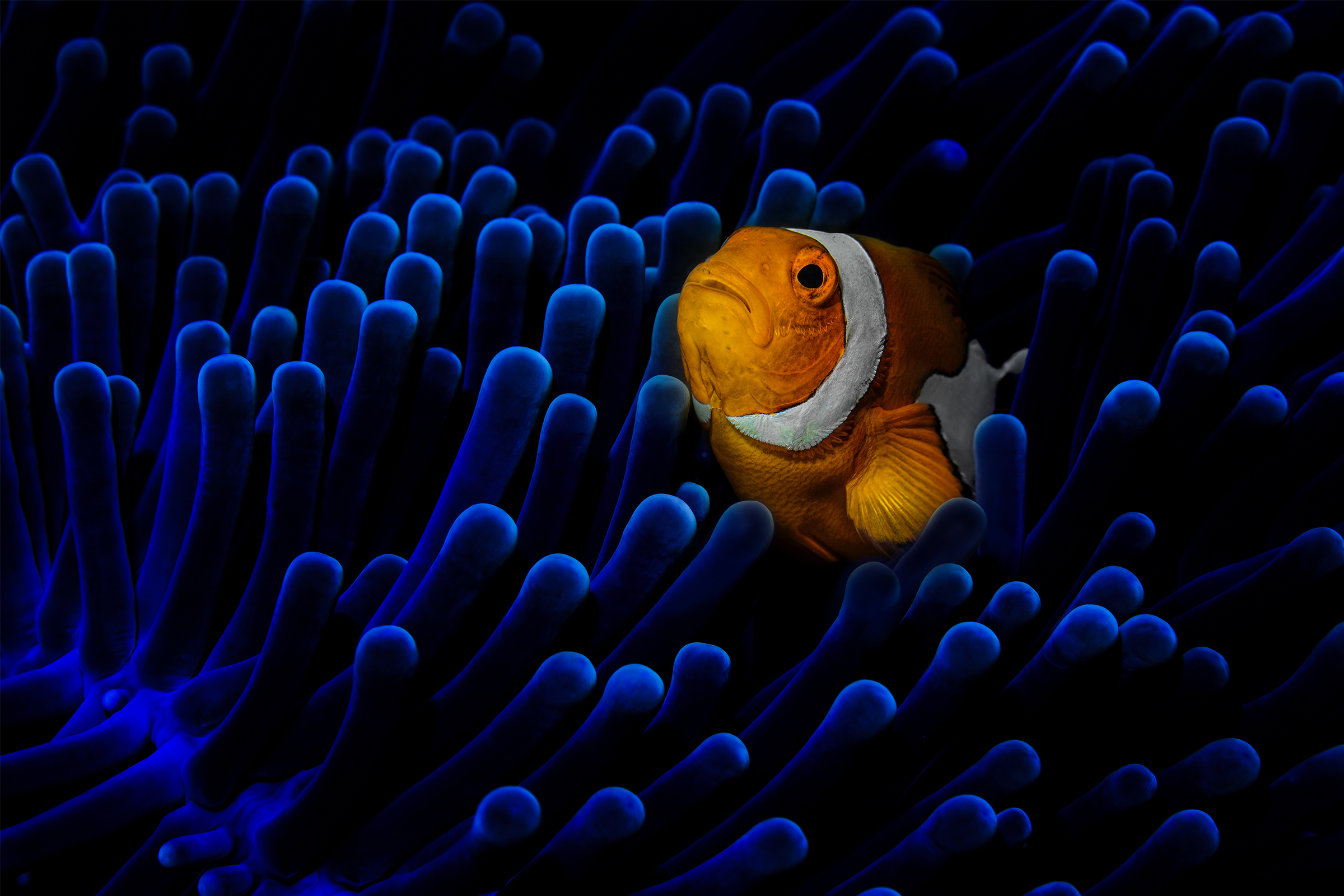 orange in blue clown fish and anemone