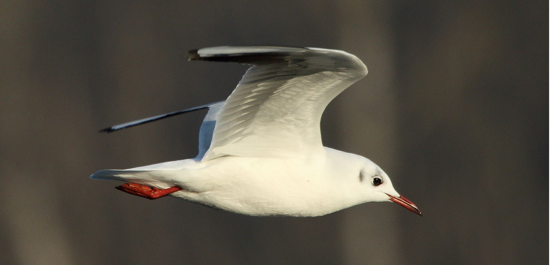 Terrestrial gull 22-01-2022