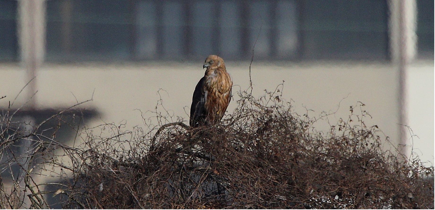 marsh falcon 23-01-2022
