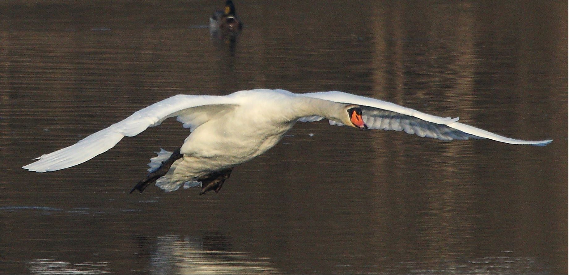 swan 22-01-2022