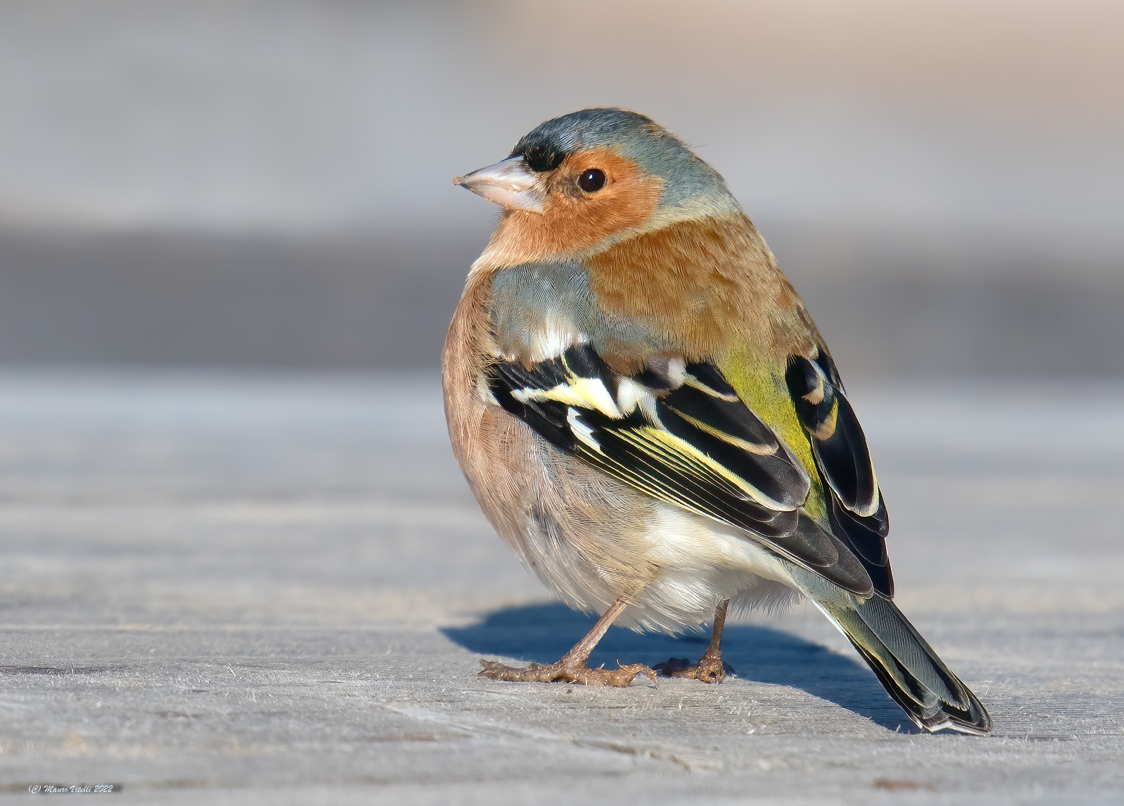 Fringuello (fringilla) maschio