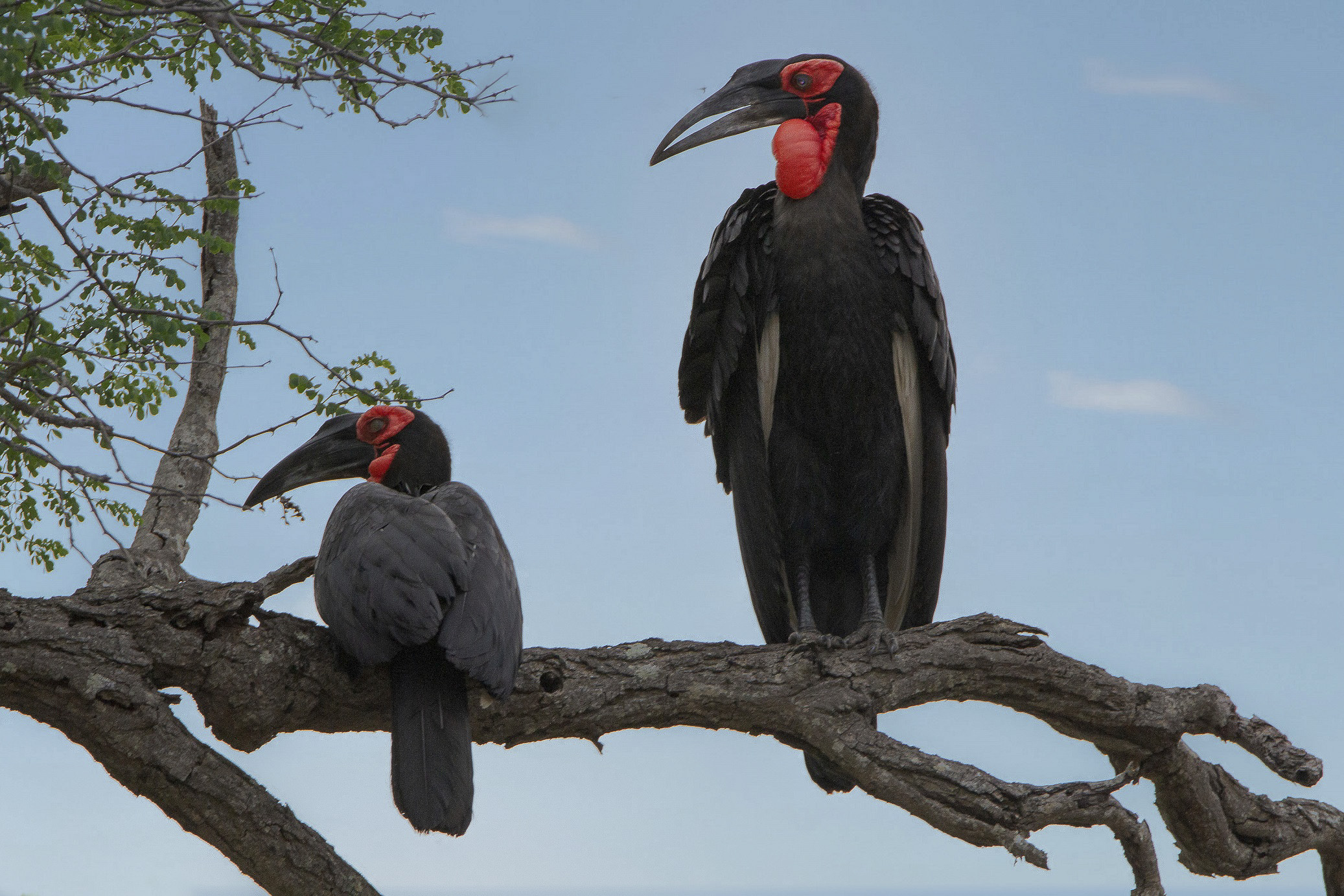 Esemplari di Bucorvo cafro
