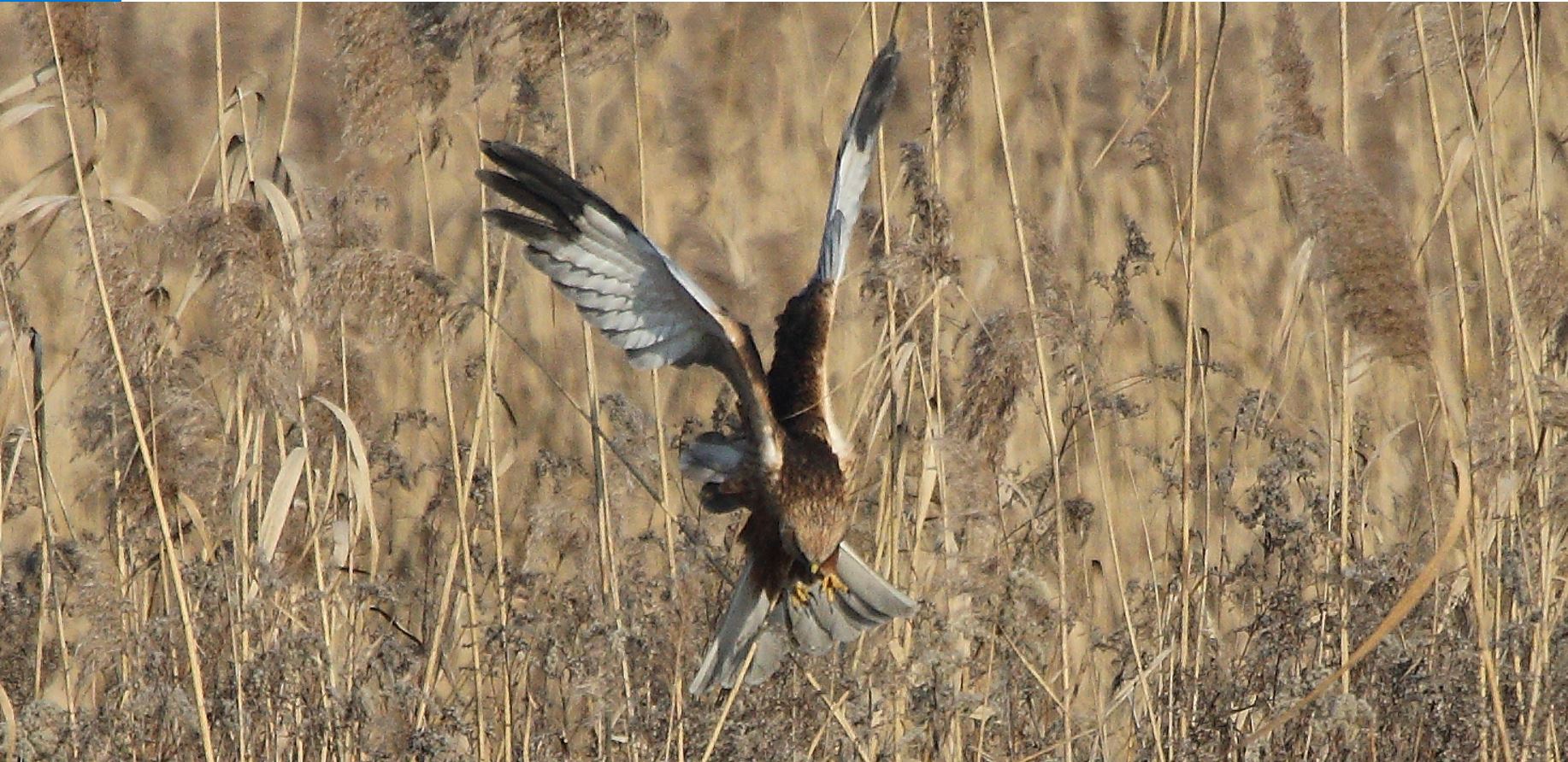 marsh falcon 21-01-2022