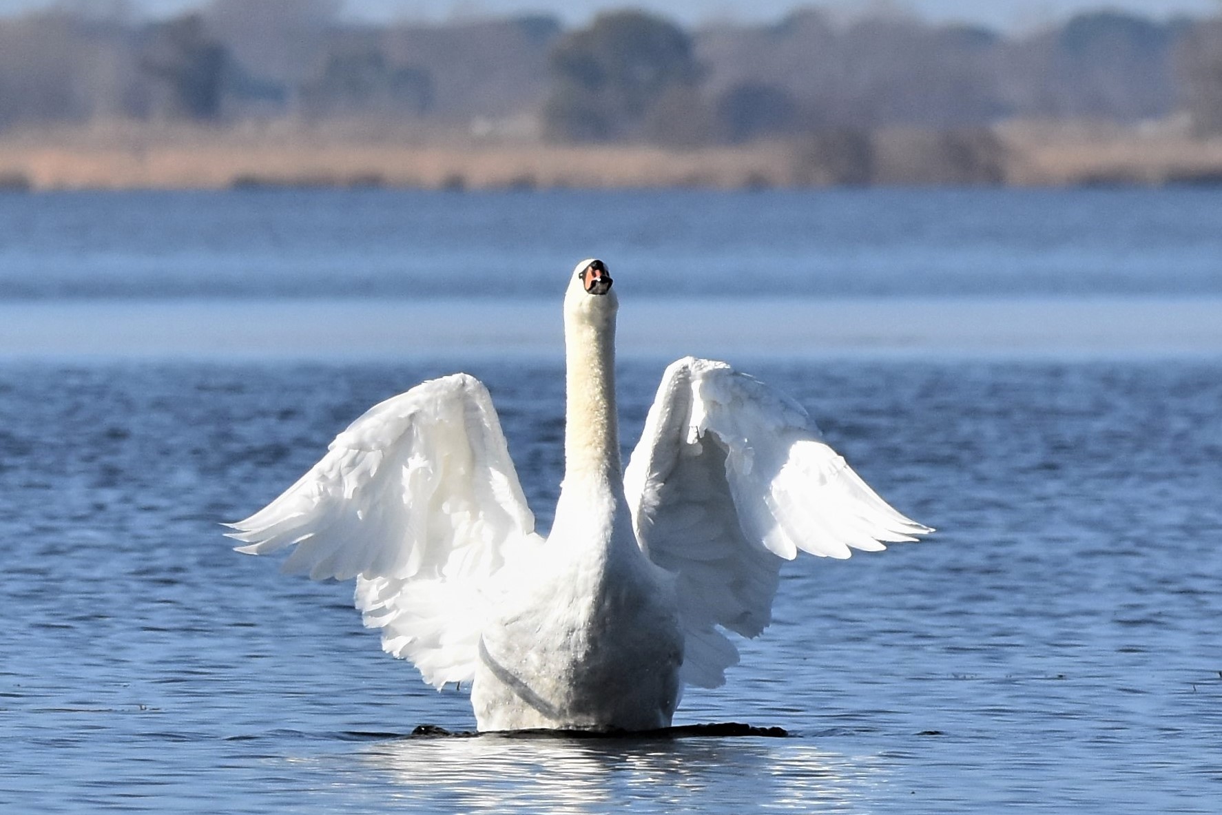 lonely swan Lake Massaciuccoli