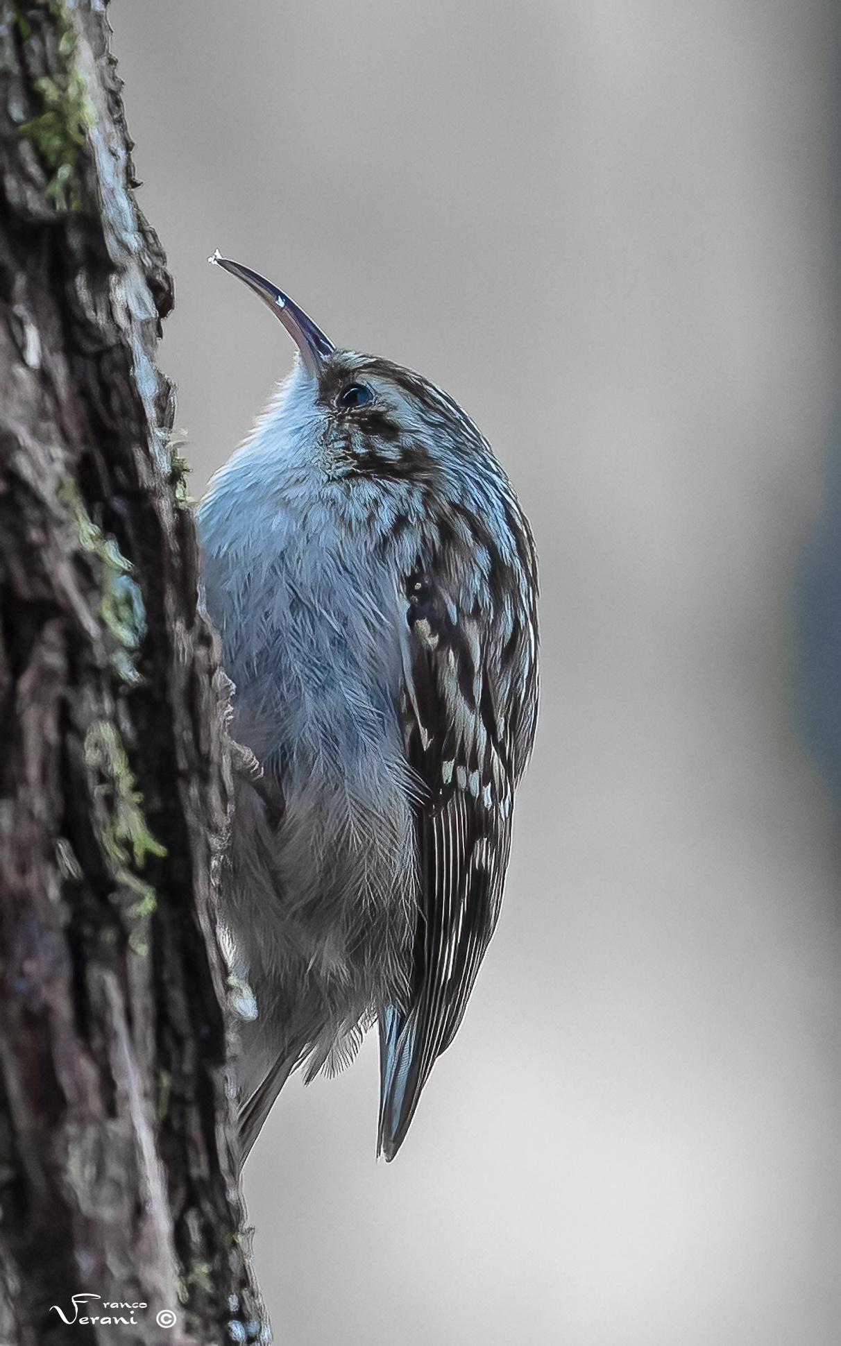 Rampichino Alpestre