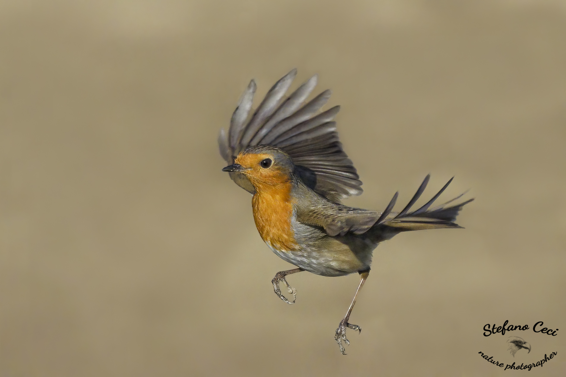 Pettirosso in volo sospeso