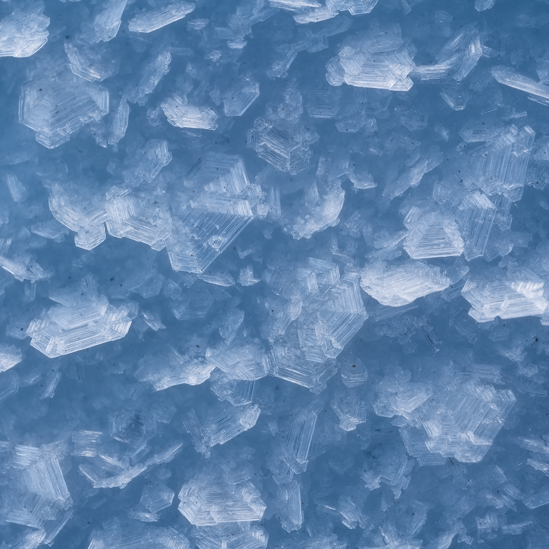 Dettagli nella neve