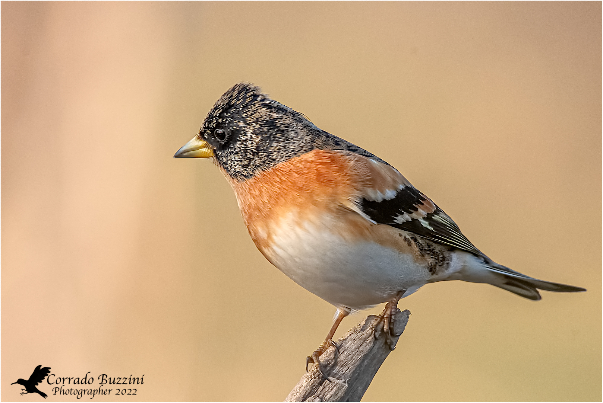 Brambling