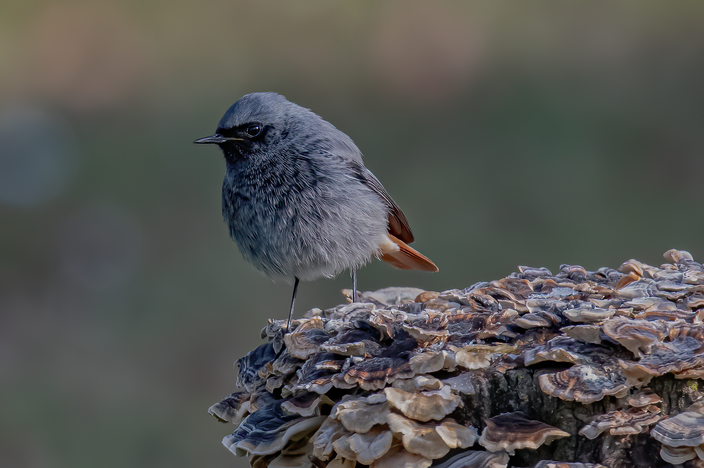 Codirosso spazzacamino(Phoenicurus ochruros)