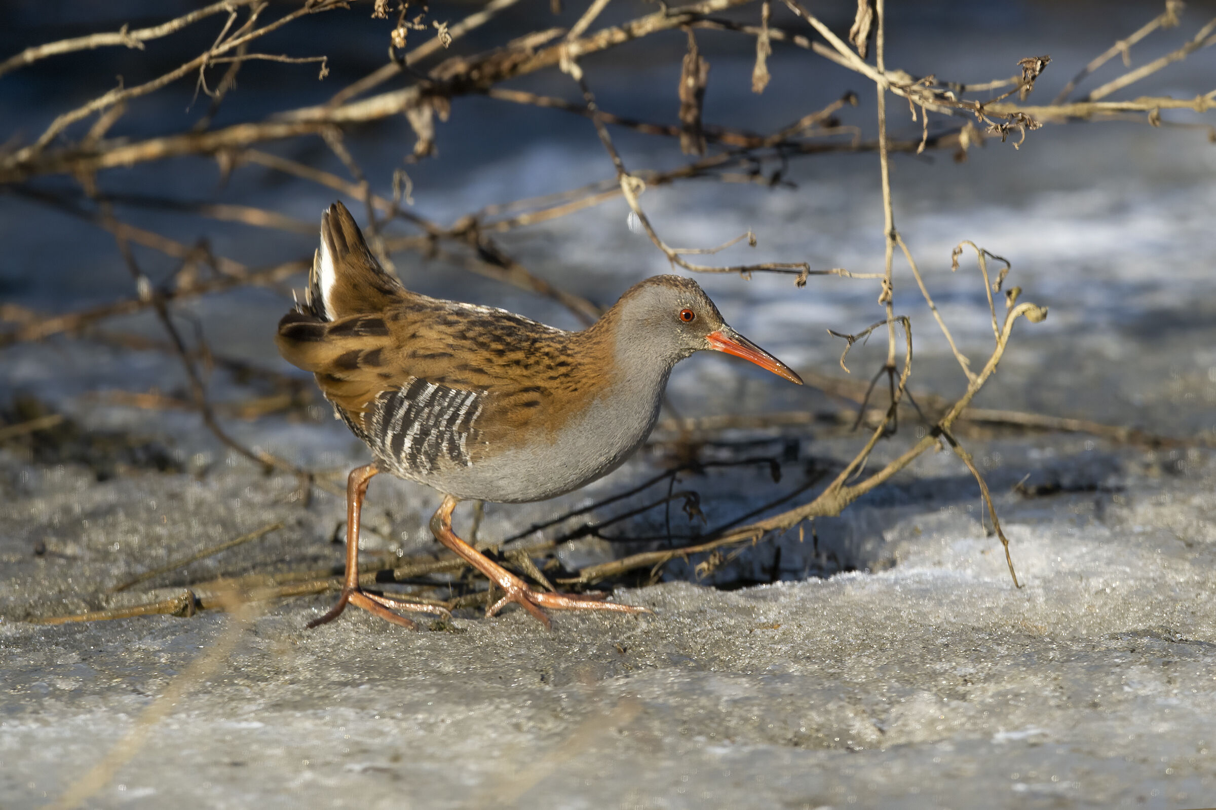Porciglione (Rallus aquaticus)