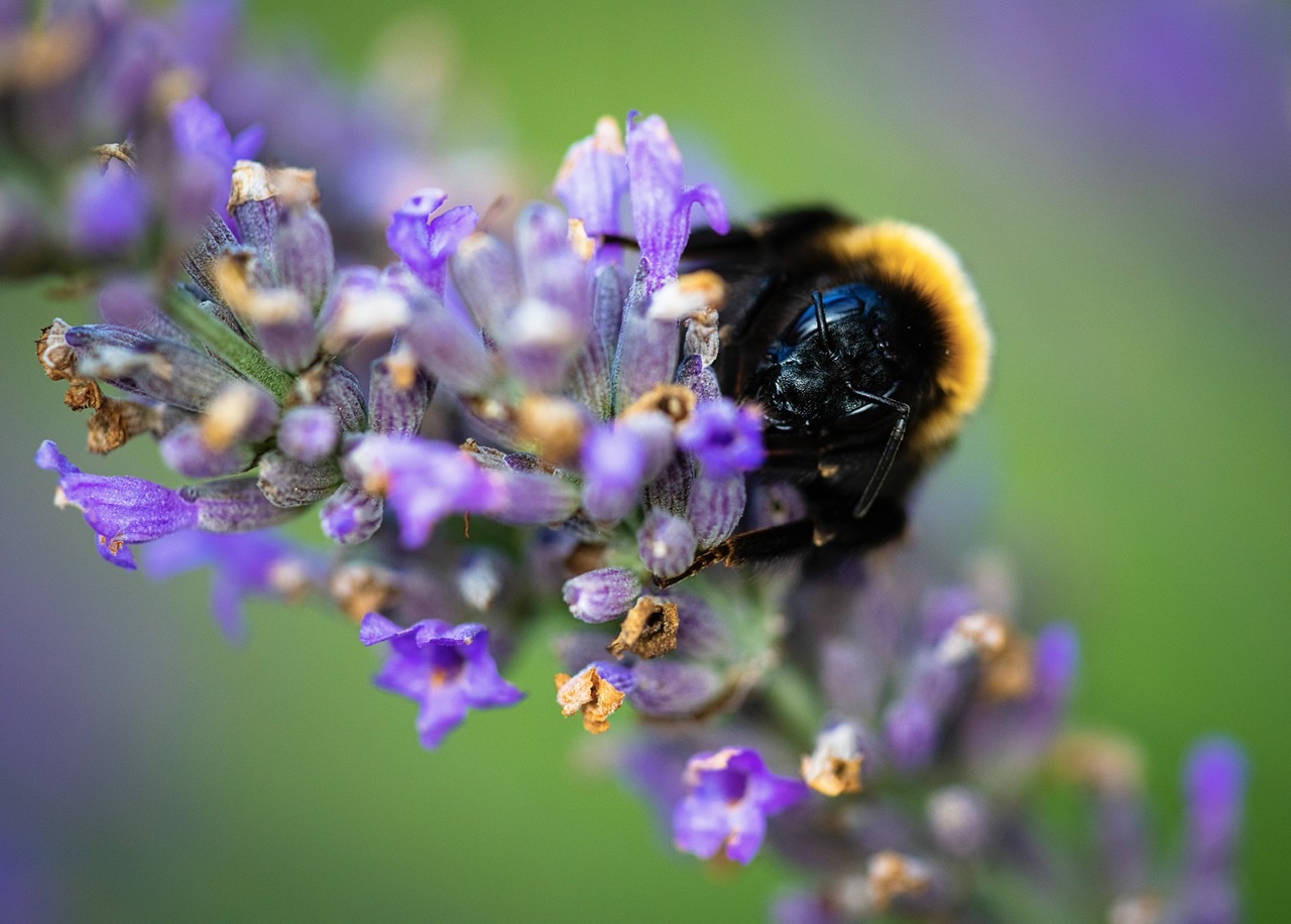 Bumblebee on orchid