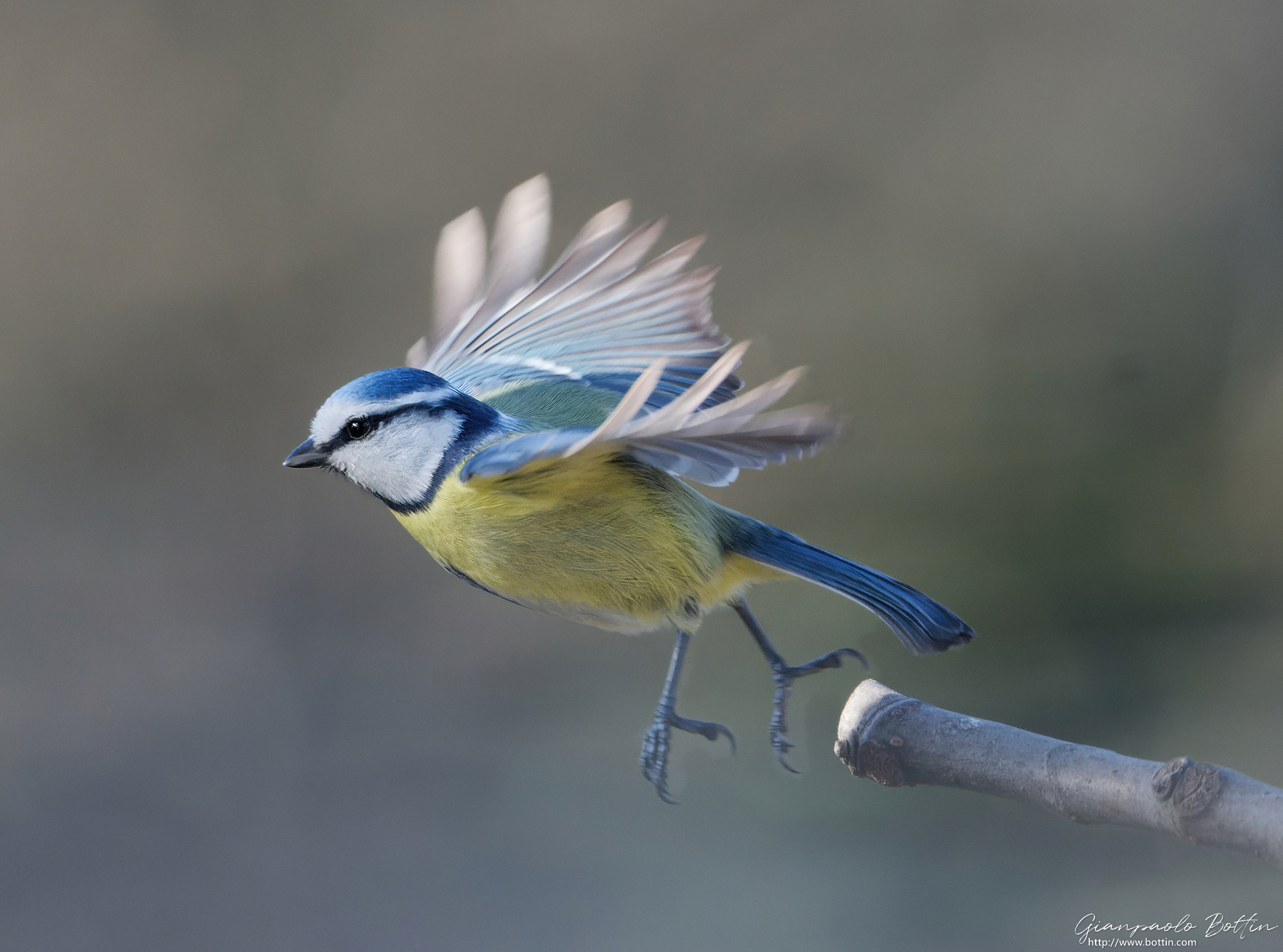 Cinciarella in decollo