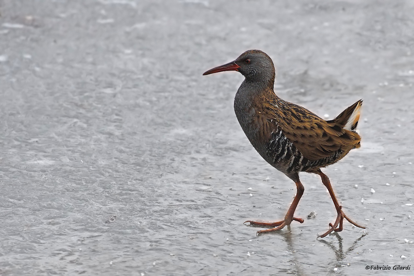 Rallus acquaticus (Porciglione)........ on the ice