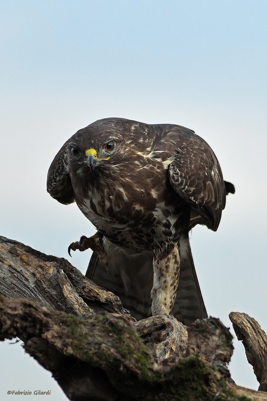 Buteo buteo (Poiana) ... minacciosa