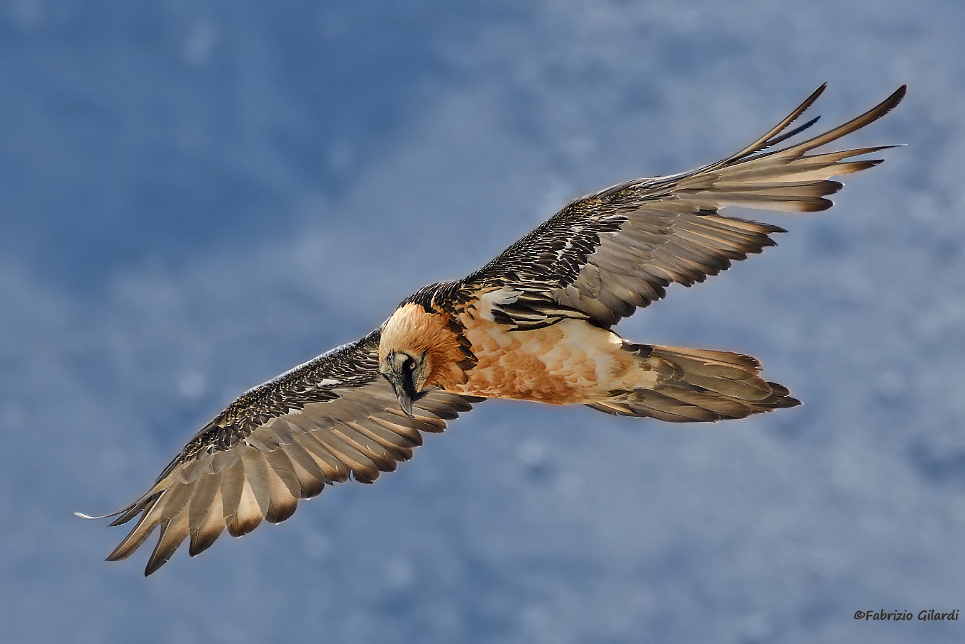 Gypaetus barbatus (Bearded Vulture)