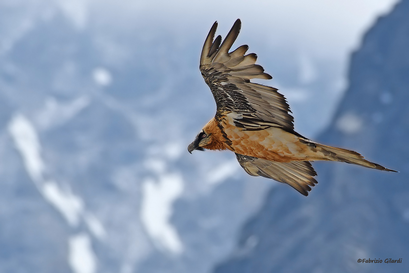 Gypaetus barbatus (Bearded Vulture)