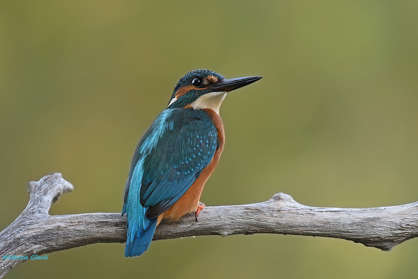 Alcedo atthis (Kingfisher)