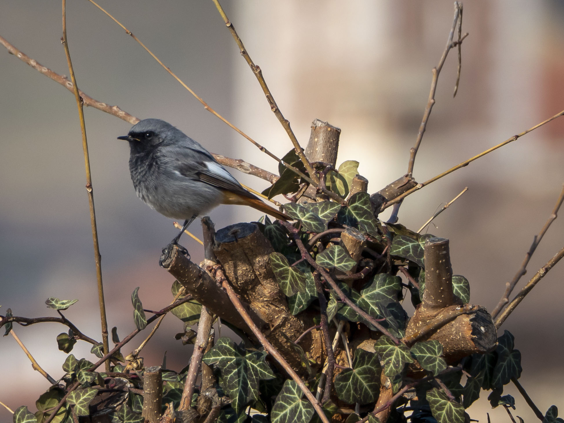 Taily male chimney sweep
