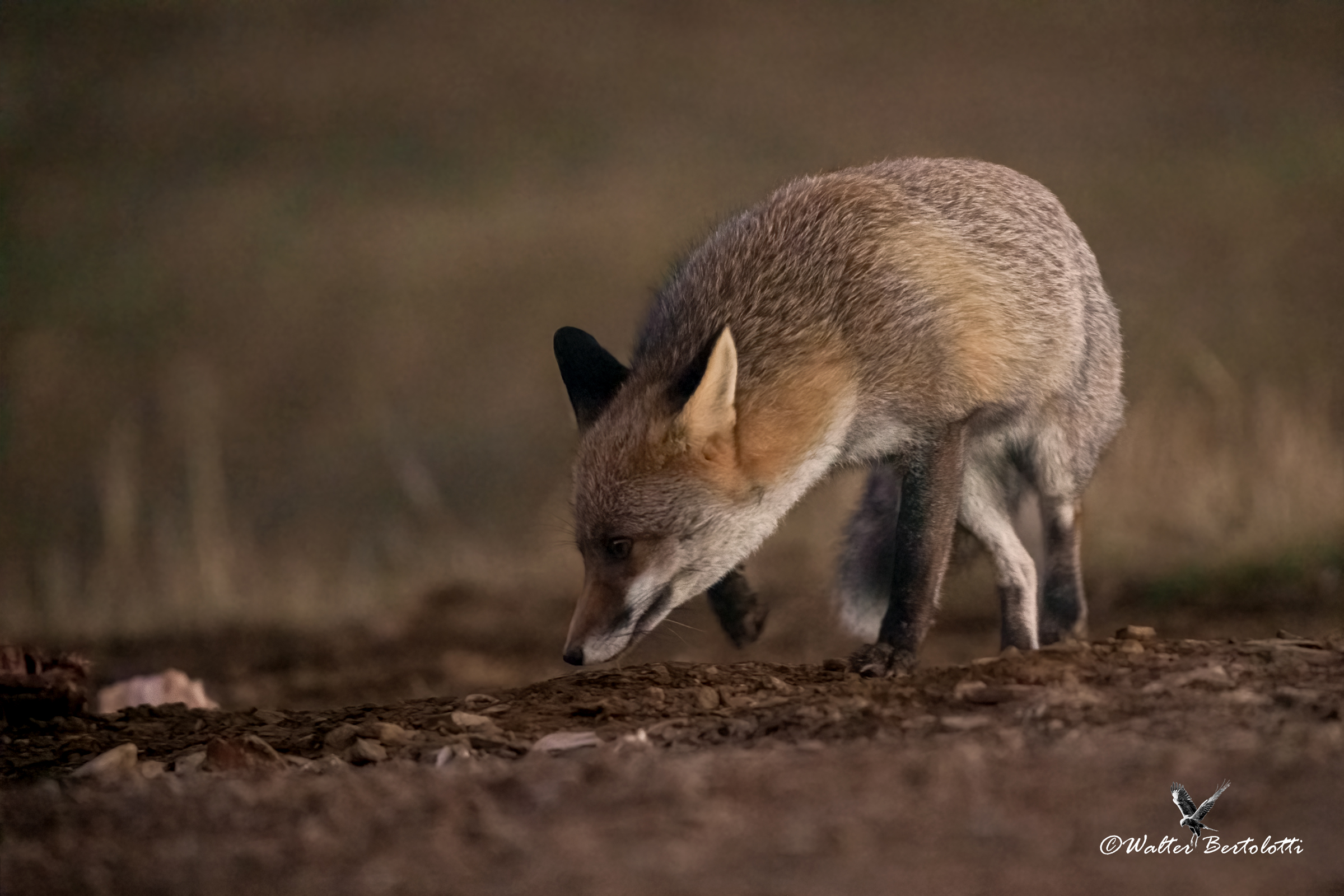 alla ricerca del cibo