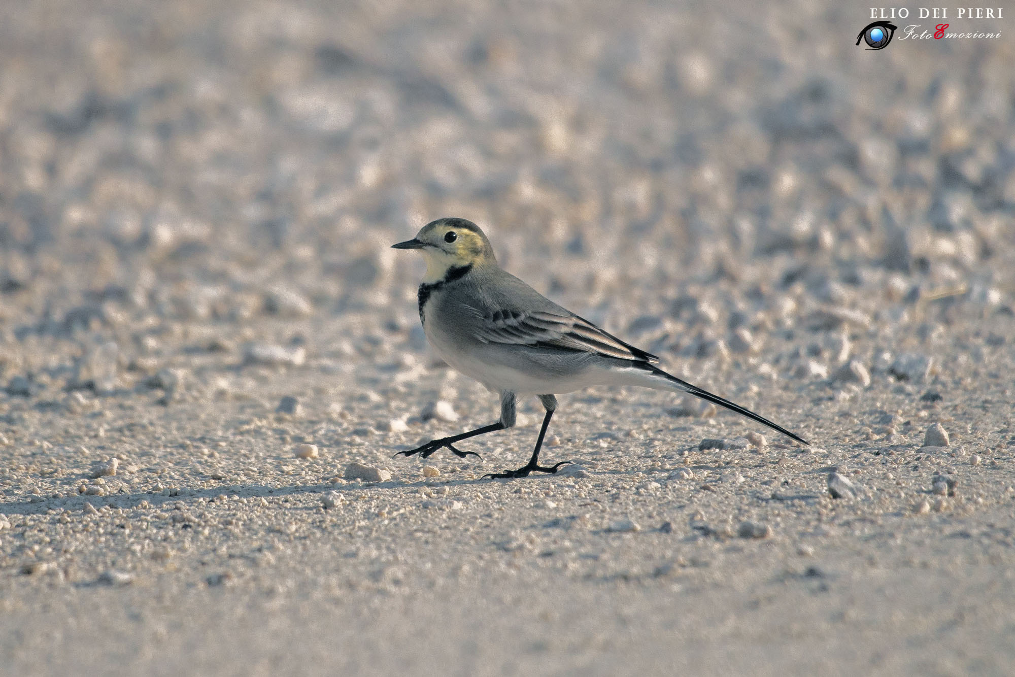 At the pace... White wagtail