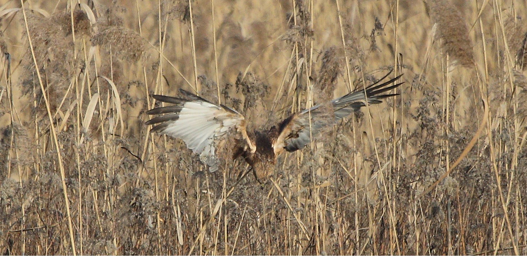 marsh falcon 21-01-2022