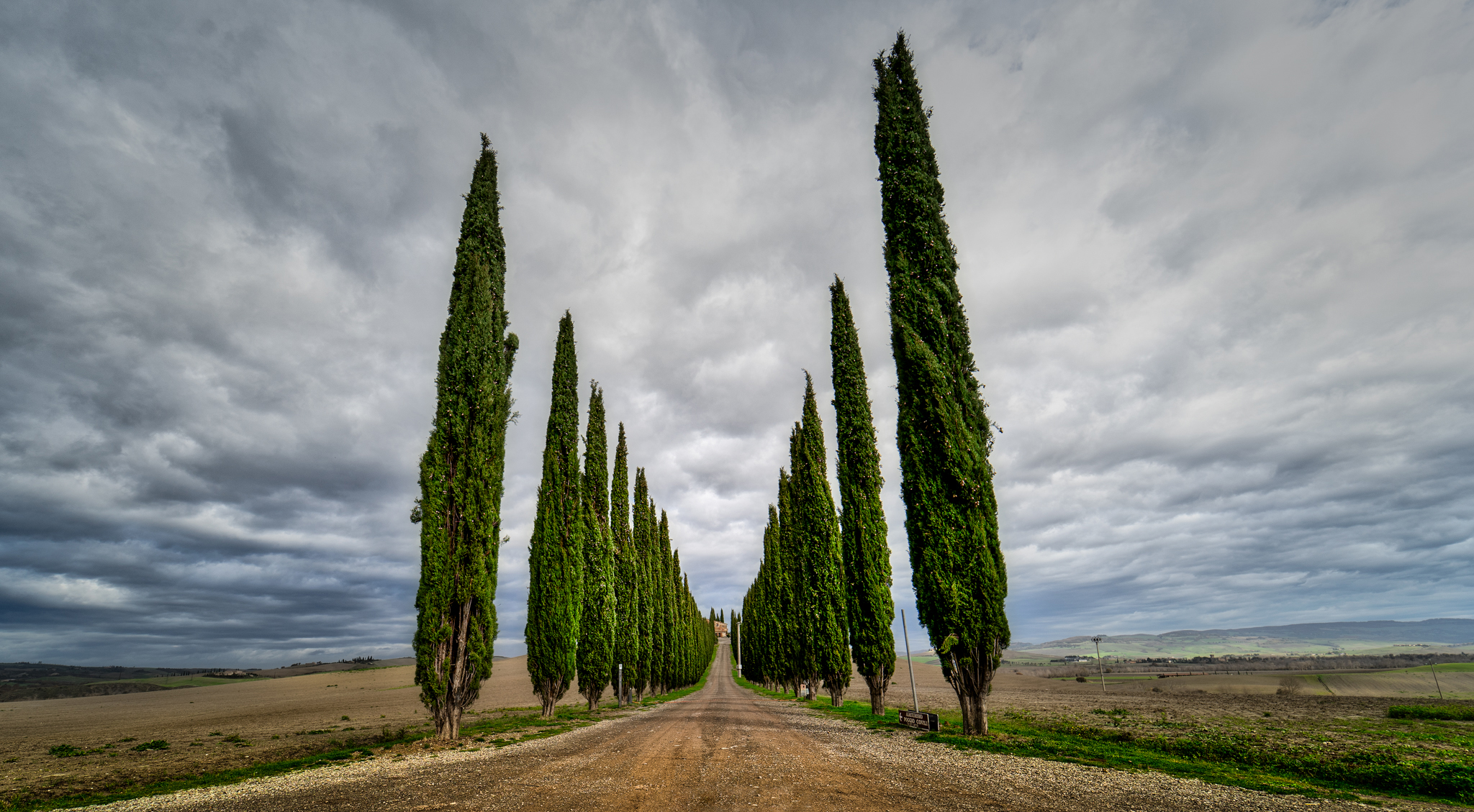 Cipressi a Poggio Covili - Val d'Orcia (si)