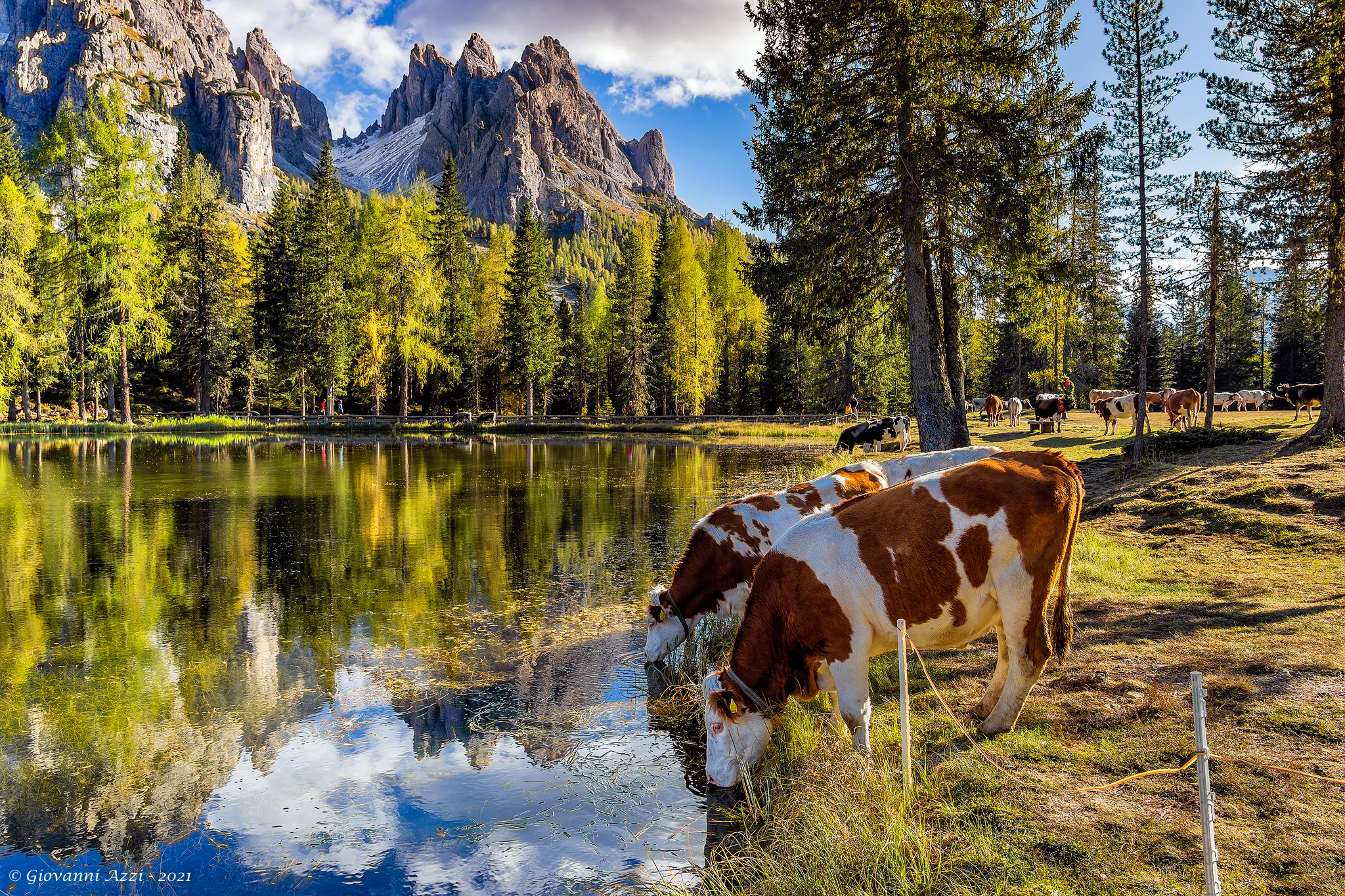 Drinking at Lake Antorno