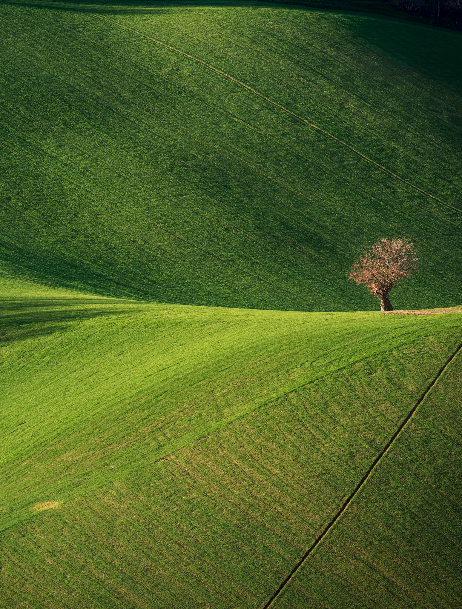 Green Grass rafforzato