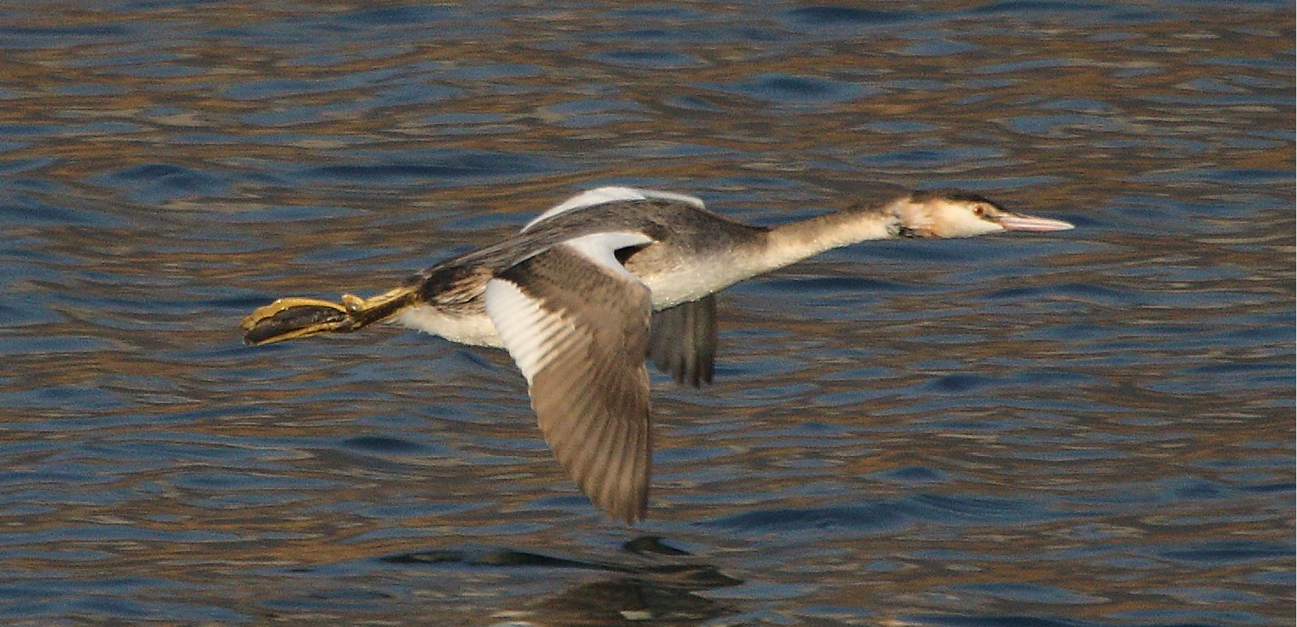 grebe in flight