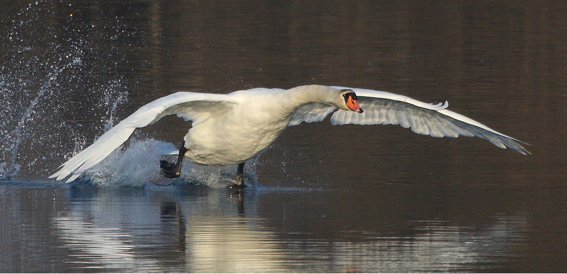swan 22-01-2022