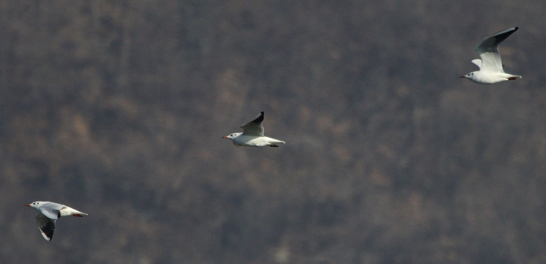 seagulls in flight 23-01-2022