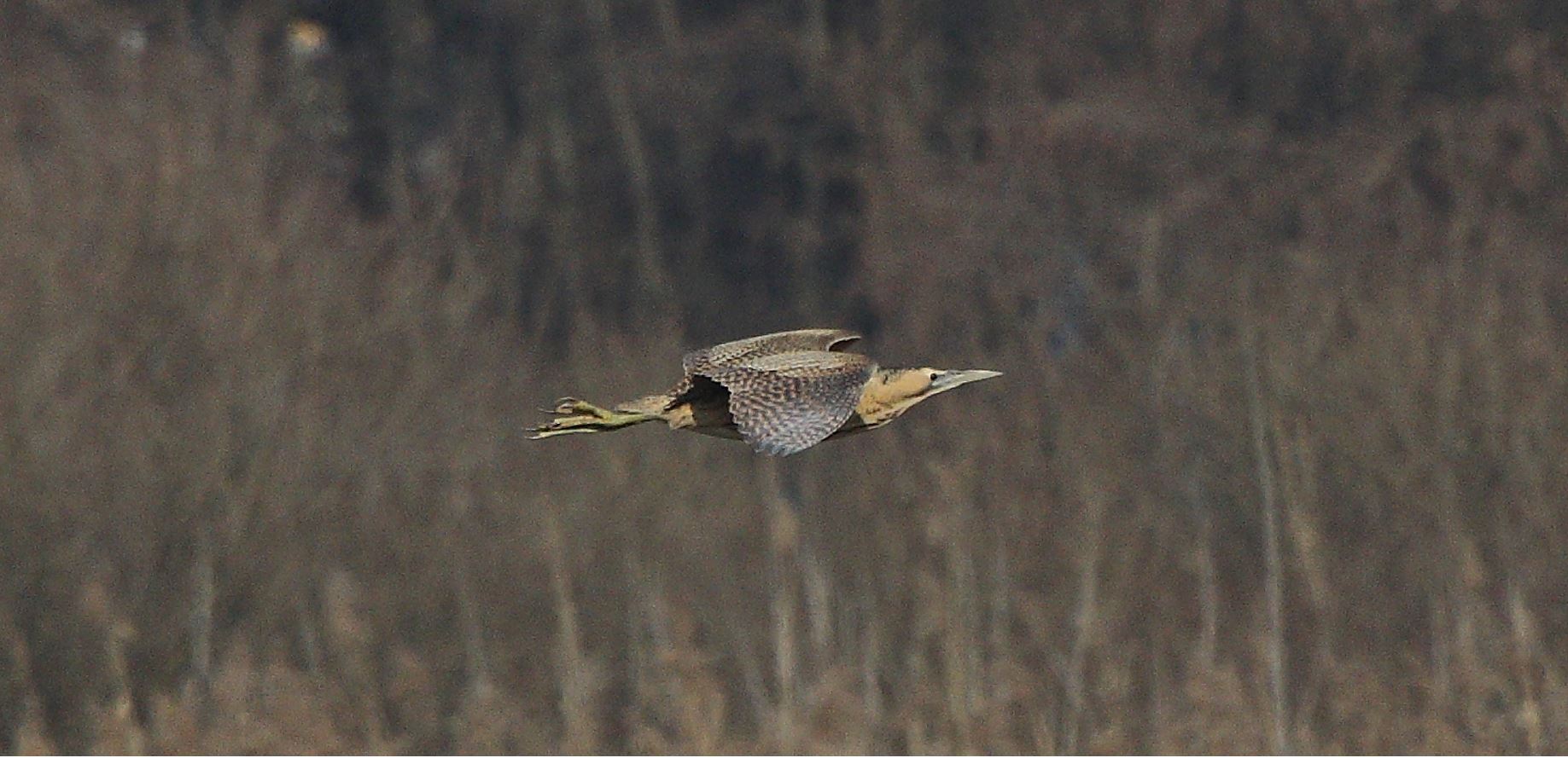 Bittern 24-01-2022