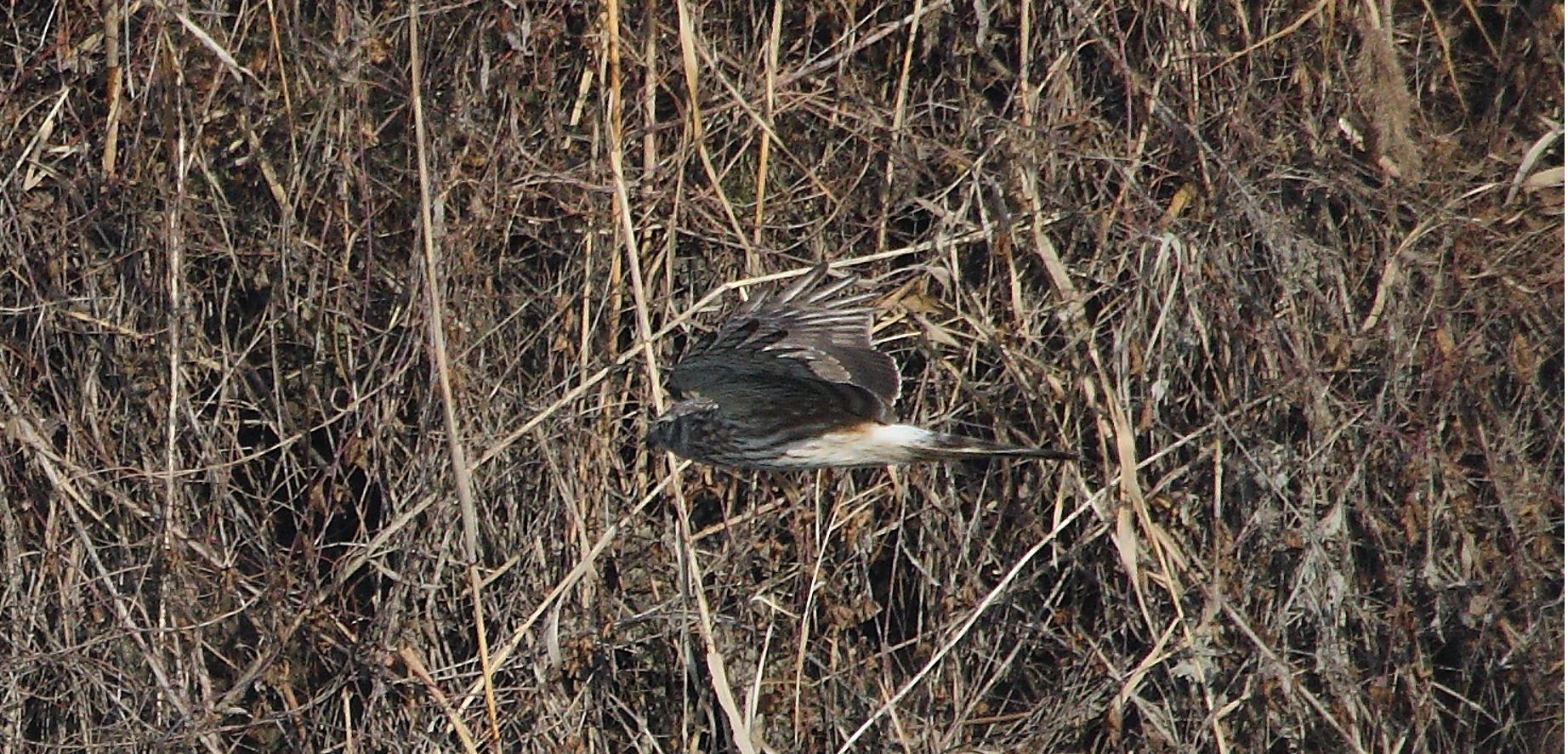 Albanella 27-01-2022