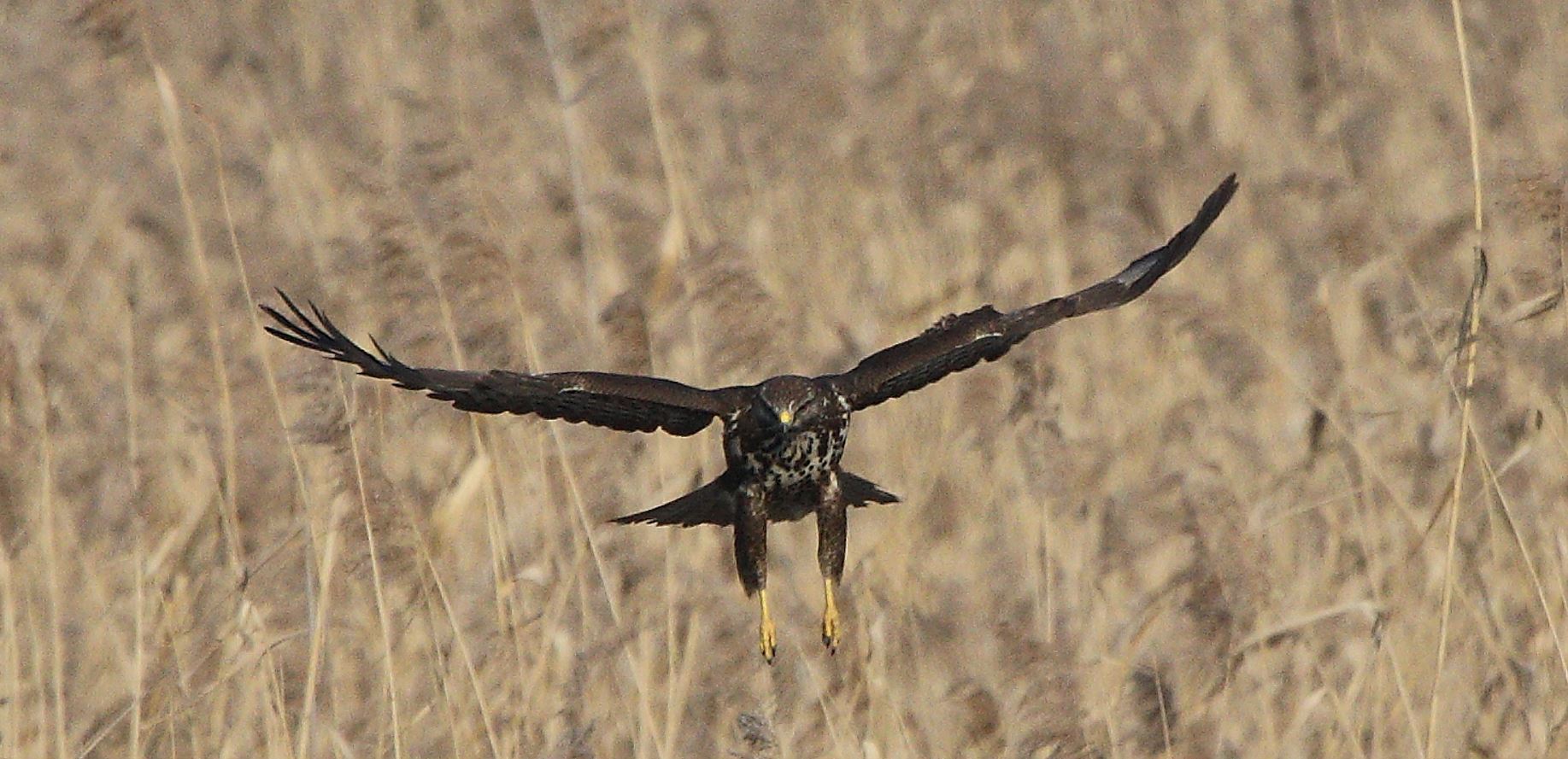 Buteo 24-01-2022