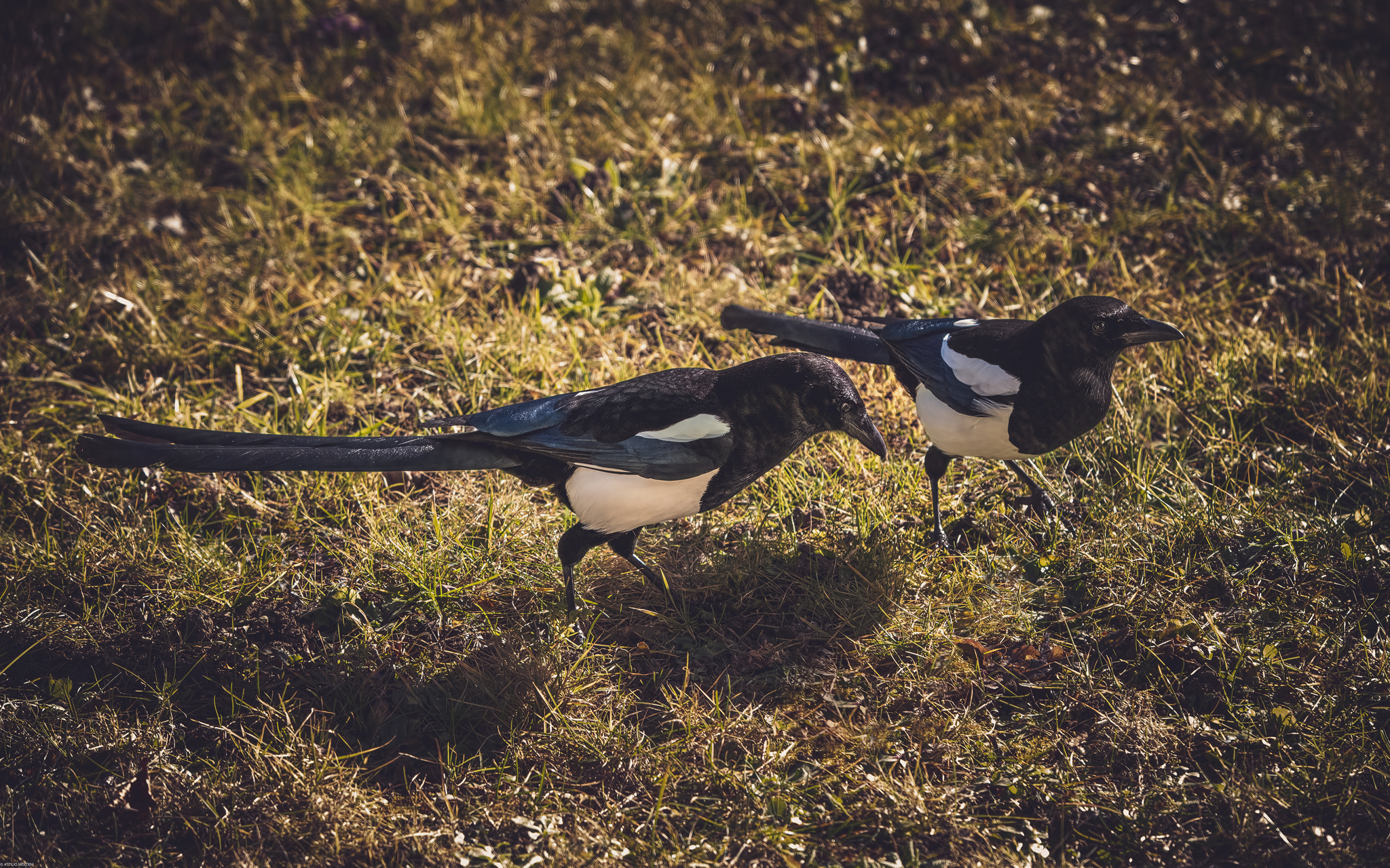 Magpies