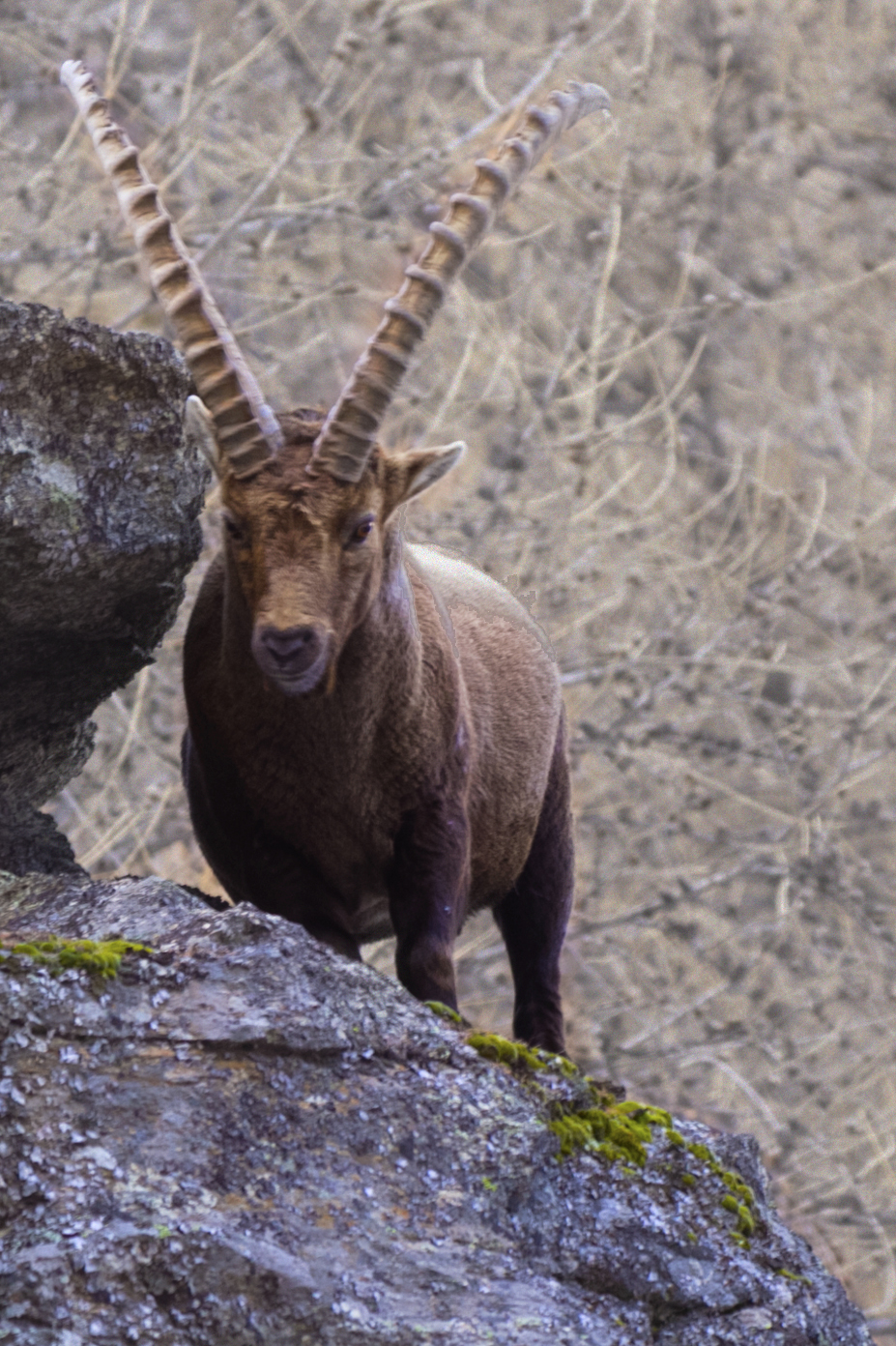 Ibex