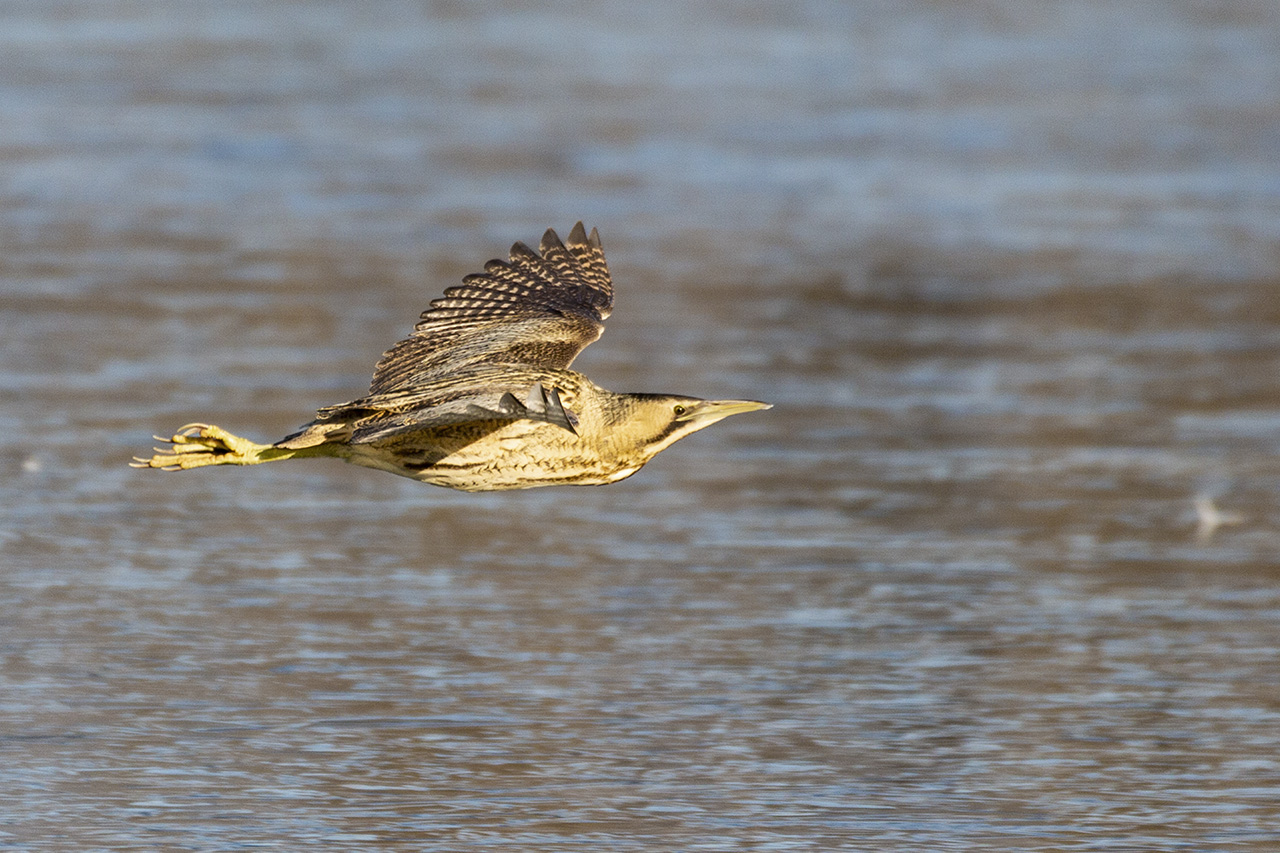 Bittern