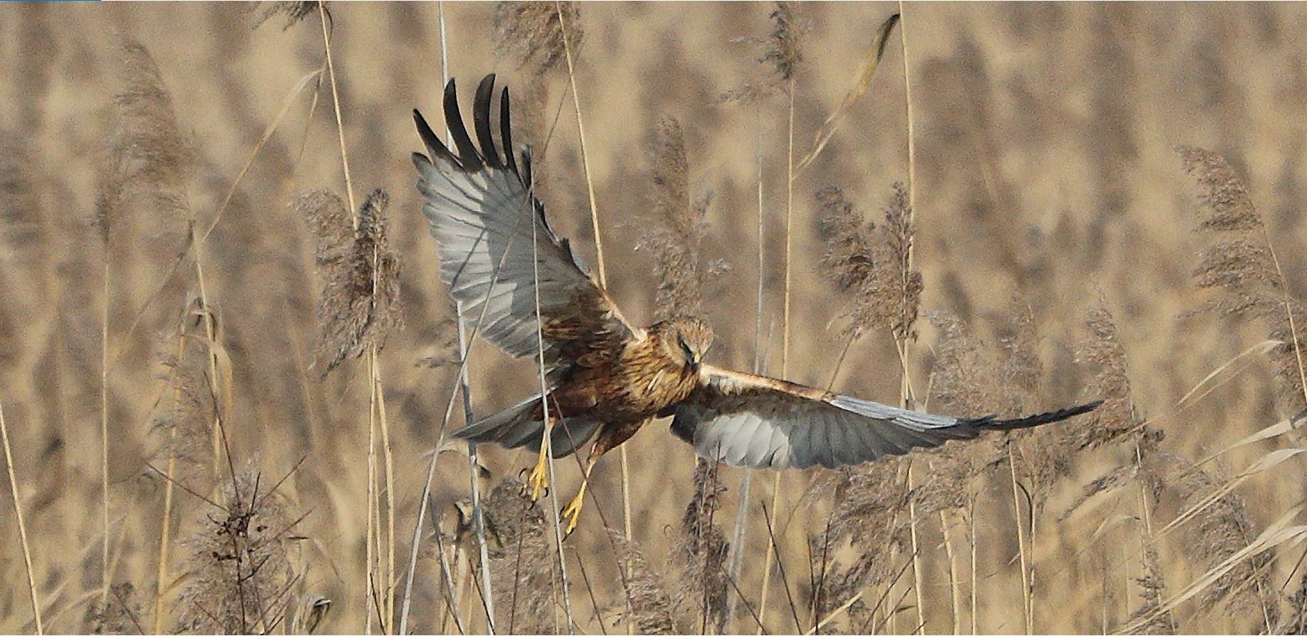marsh falcon 21-01-2022