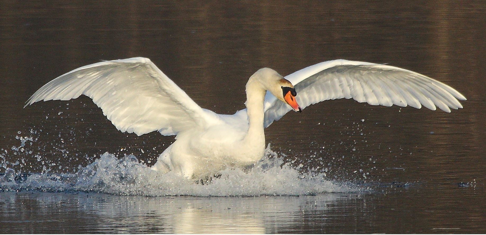 swan 22-01-2022