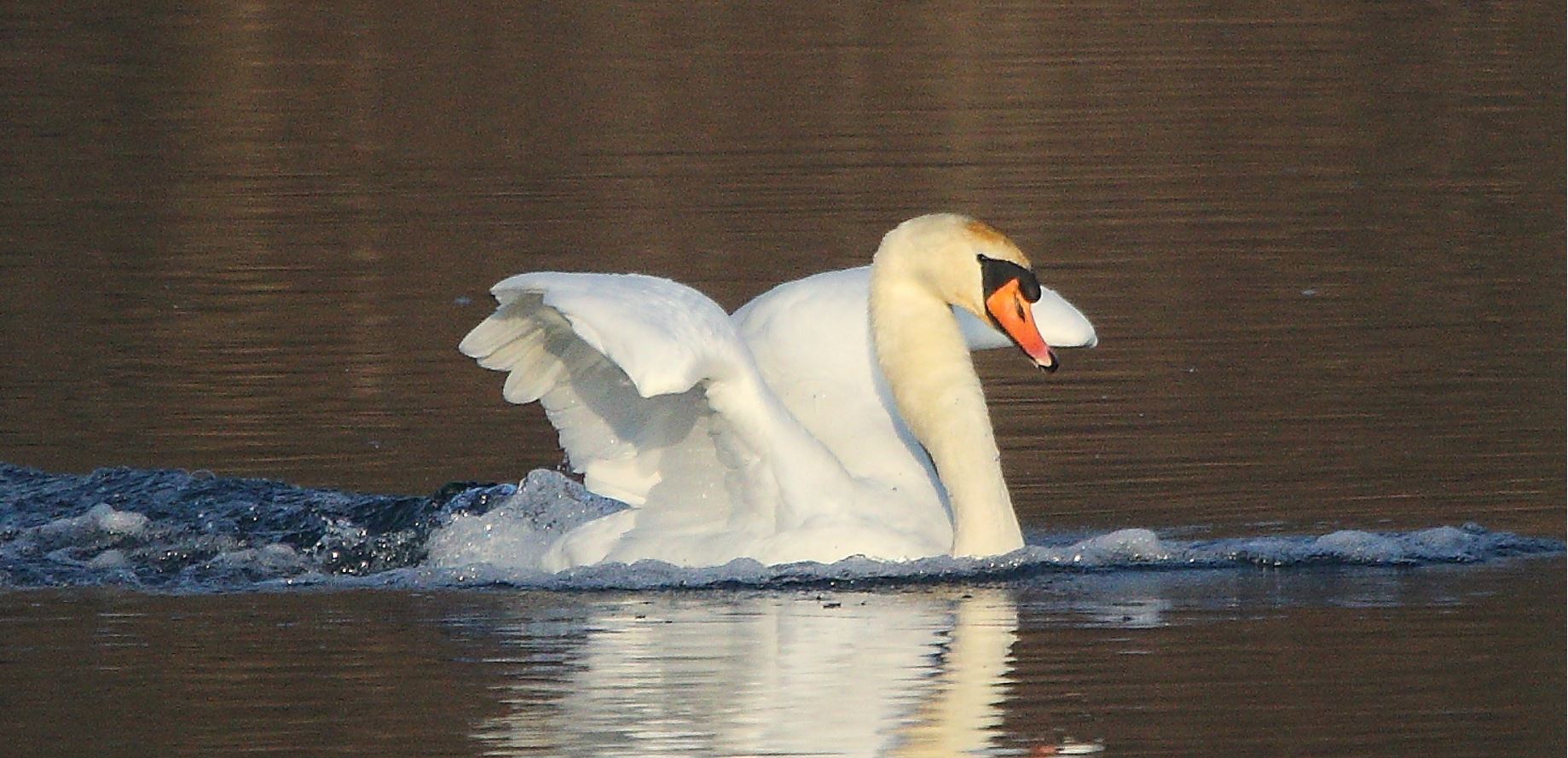 swan 22-01-2022
