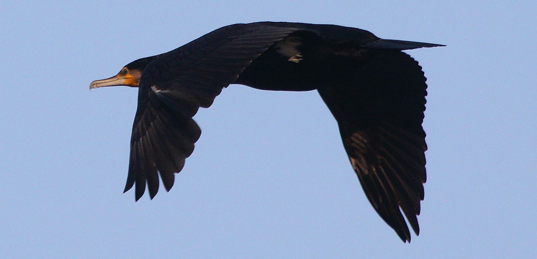 cormorant 22-01-2022